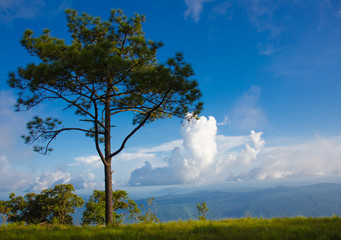 Beautiful view from Phu Kradueng national park, Thailand