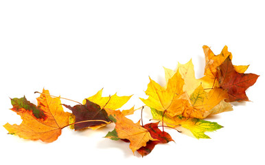 Autumn dry maple leafs isolated on white background