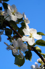 Branch blossoming apple-tree against the blue sky