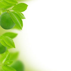 Lime abstract