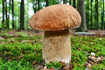 Mushroom boletus