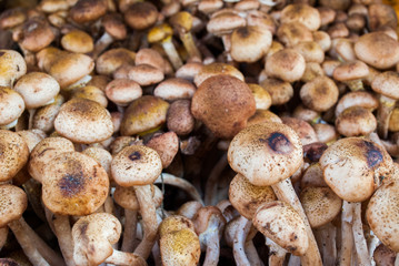 Mushrooms
