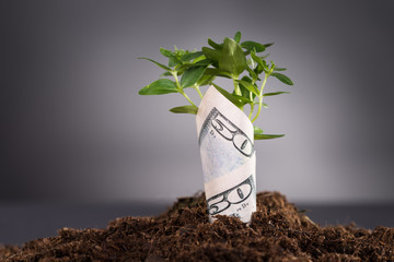 Money growing from soil
