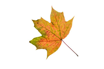 Maple tree leaf with autumn colors, isolated on white background