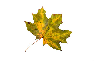 Maple tree leaf with autumn colors, isolated on white background
