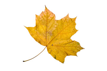 Maple tree leaf with autumn colors, isolated on white background