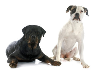 american bulldog and rottweiler
