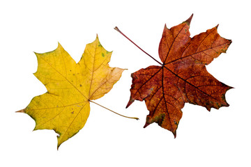 Naklejka na ściany i meble Autumn Maple Leaves
