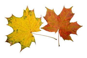 Maple tree leaves with autumn colors, isolated on white background