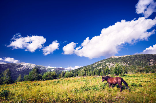 One brown horse grazing on mountain fields
