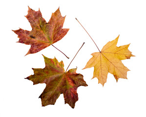 Maple tree leaves with autumn colors, isolated on white background