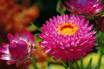Immortelles flower helichrysum  in the garden