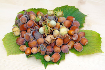 Ripe and unripe hazelnuts on a light wood as background