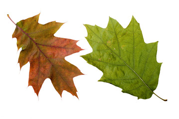 Oak tree leaves with autumn colors, isolated on white background