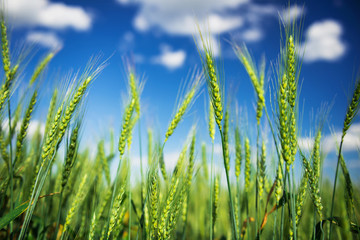 Wheat field and blue sky with white clouds. Agriculture scene