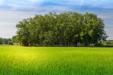 Rubber tree among rice field in Thailand