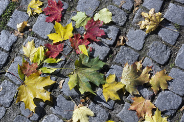 Maple leaves on stones