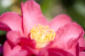 Fototapeta na wymiar 椿の花