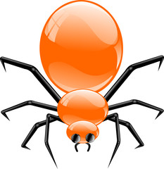 araignée orange