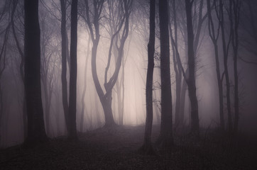 dark spooky forest with old trees on halloween
