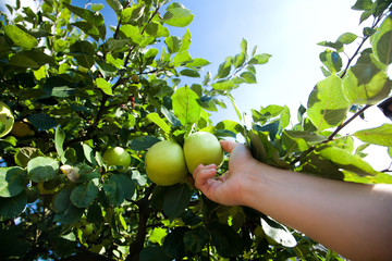 Hand pick up green apple from apple tree