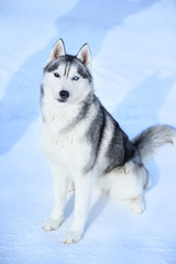 Fototapeta premium Siberian husky