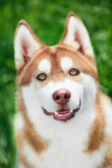 Portrait of Siberian husky on green grass background