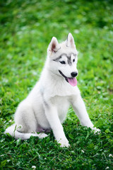Naklejka na ściany i meble Puppy of Siberian husky sits on green grass
