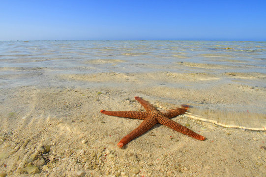 Starfish1