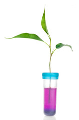Fototapeta na wymiar Green plant in chemical tube