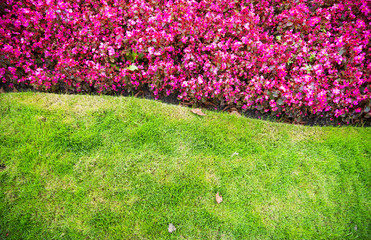 Green grass and flowers background
