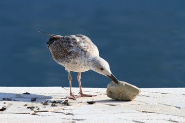 seagull pecks shell rock close up