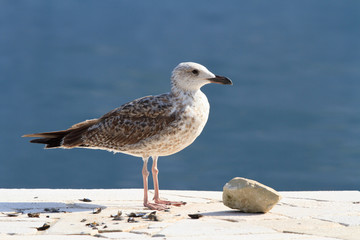 Beautiful seagull on the shore close up