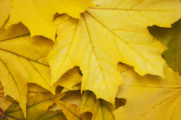 Mixture of Autumn leaves