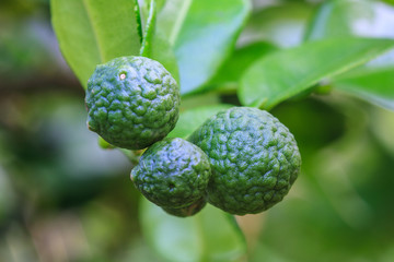 Bergamot on Tree