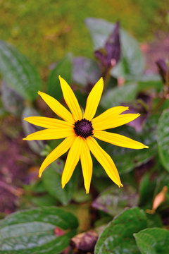 Spring Rudbeckia fulgida Goldsturm nature morning blur