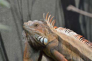 iguane