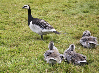 Goose in Suomenlinna. Finland