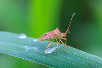 Insect on leaf