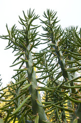 cactus closeup shot against the sky