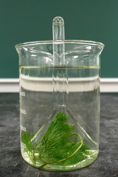 Observation of the phenomenon of respiration of aquatic plant