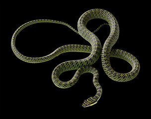 green snake on black background