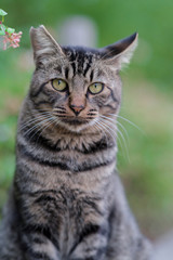 こっちを見るのらねこ