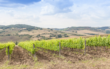 Fototapeta na wymiar Tuscan wineyard
