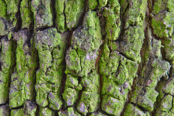 tree bark