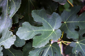the leaves of the fig tree