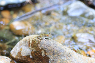 Palawan Wood Frog (Rana sanguinea) in Palawan Island