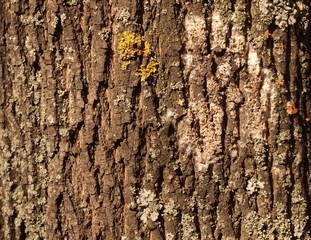 Bark maple