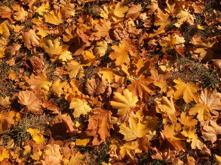 Carpet of yellow leaves
