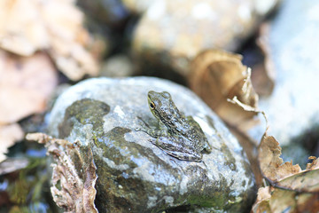 Palawan Wood Frog (Rana sanguinea) in Palawan Island